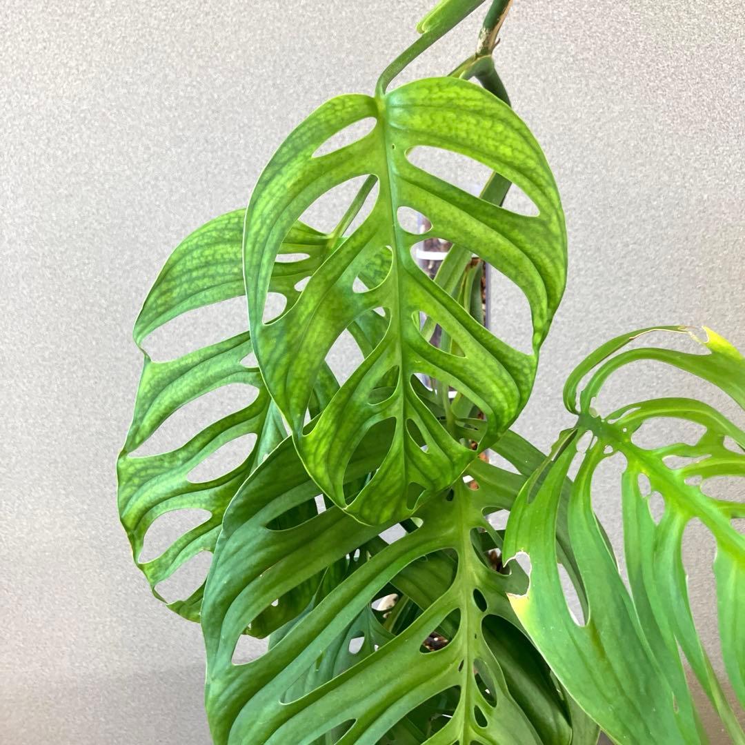 超希少❗️登り棒❗️サイズ大❗️モンステラ　エスケレート✨
