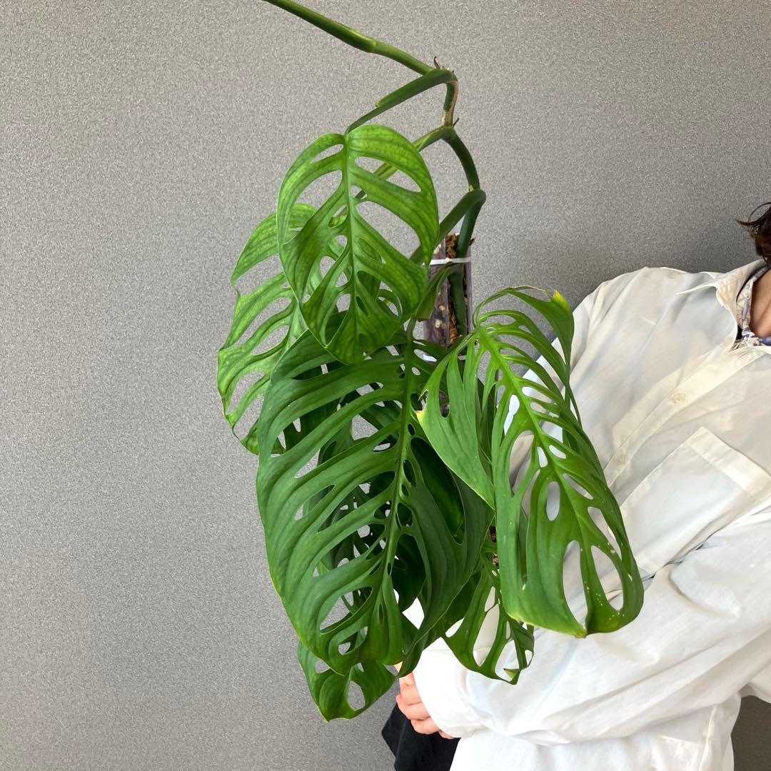 超希少❗️登り棒❗️サイズ大❗️モンステラ　エスケレート✨