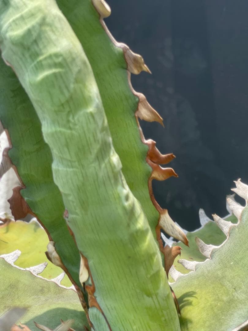 アガベ 選抜株　キシロナカンサ　酒呑童子　親株　グネグネ