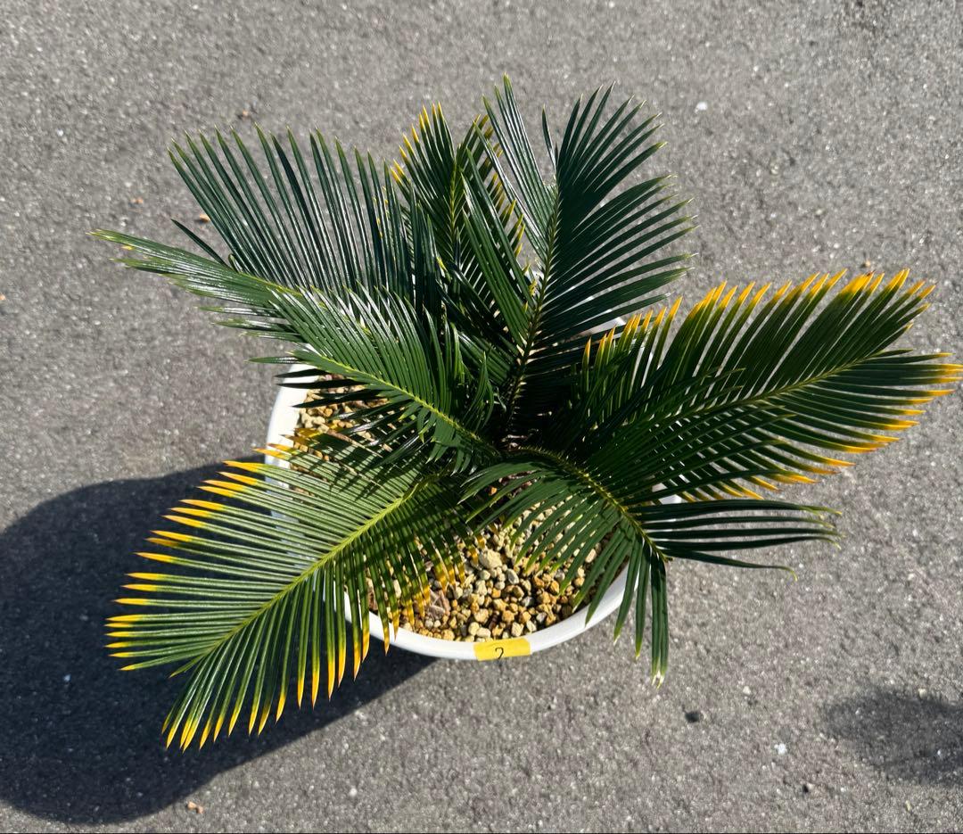 金環蘇鉄 キンカンソテツ ソテツ