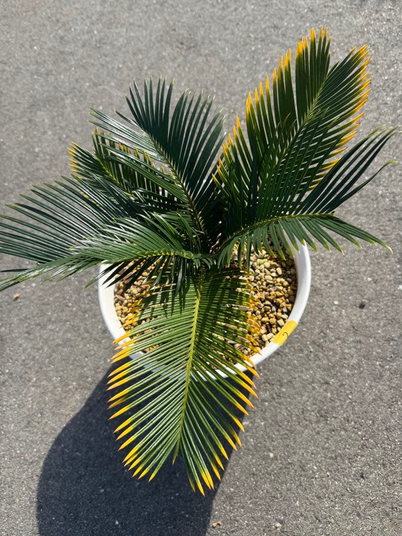 金環蘇鉄 キンカンソテツ ソテツ