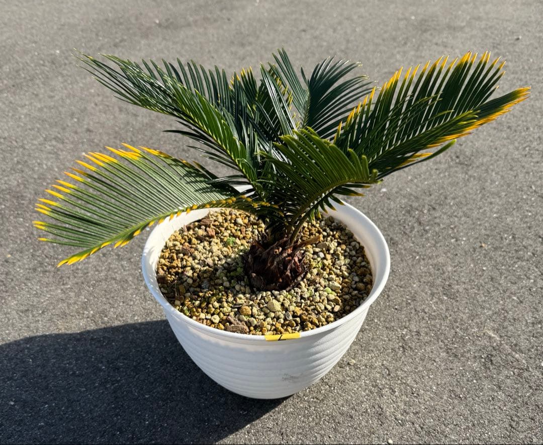 金環蘇鉄 キンカンソテツ ソテツ