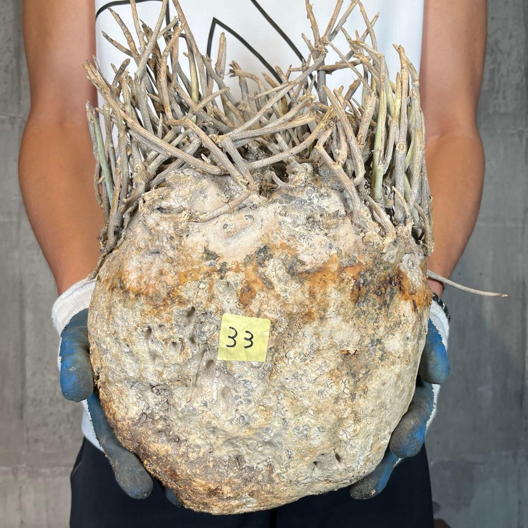 R*i様 33 激レア 超大株 アデニア ペチュエリー 現地球 鮮度抜群