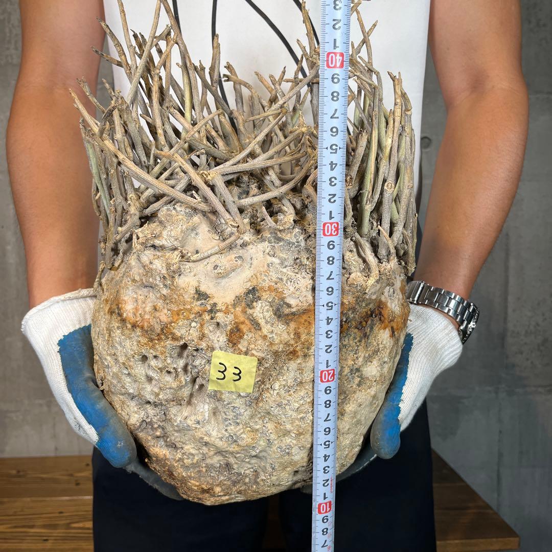 R*i様 33 激レア 超大株 アデニア ペチュエリー 現地球 鮮度抜群