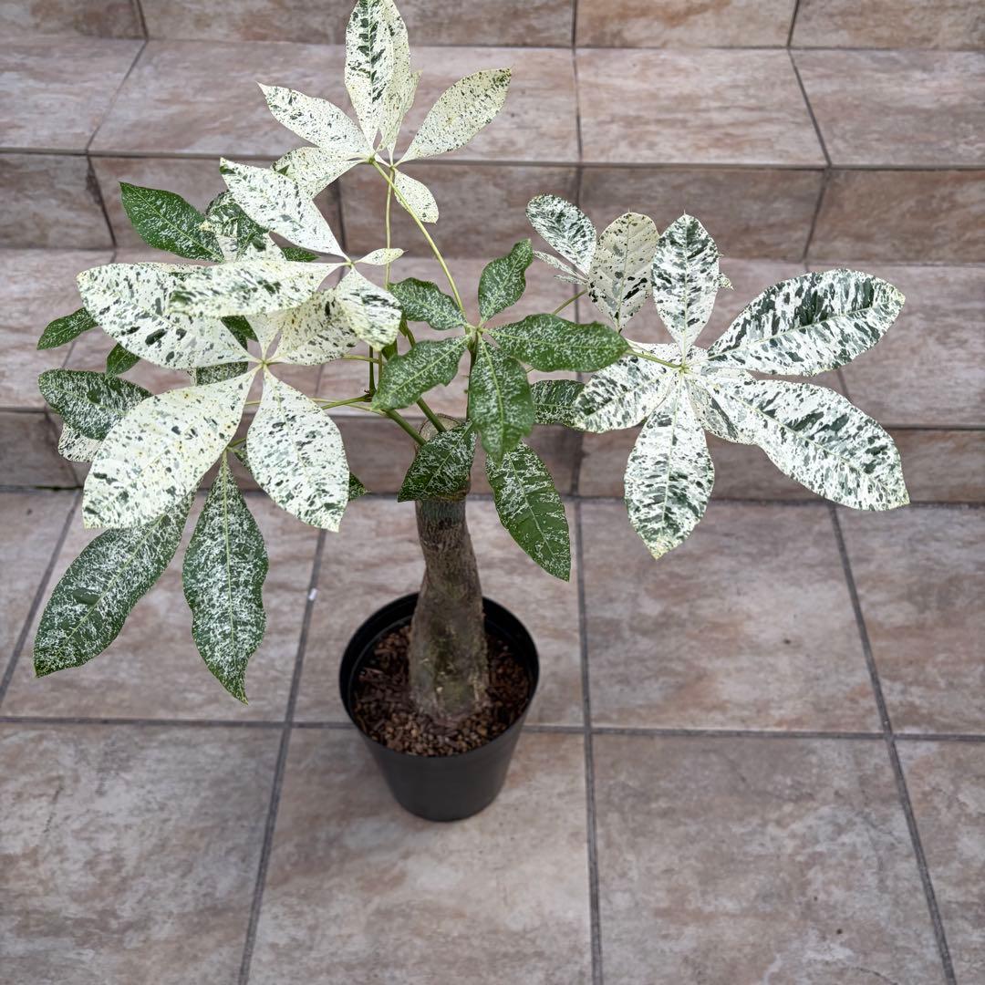 【大特価】パキラ　ミルキーウェイ　約5号鉢　No.003　鉢、送料込　メルカリ便