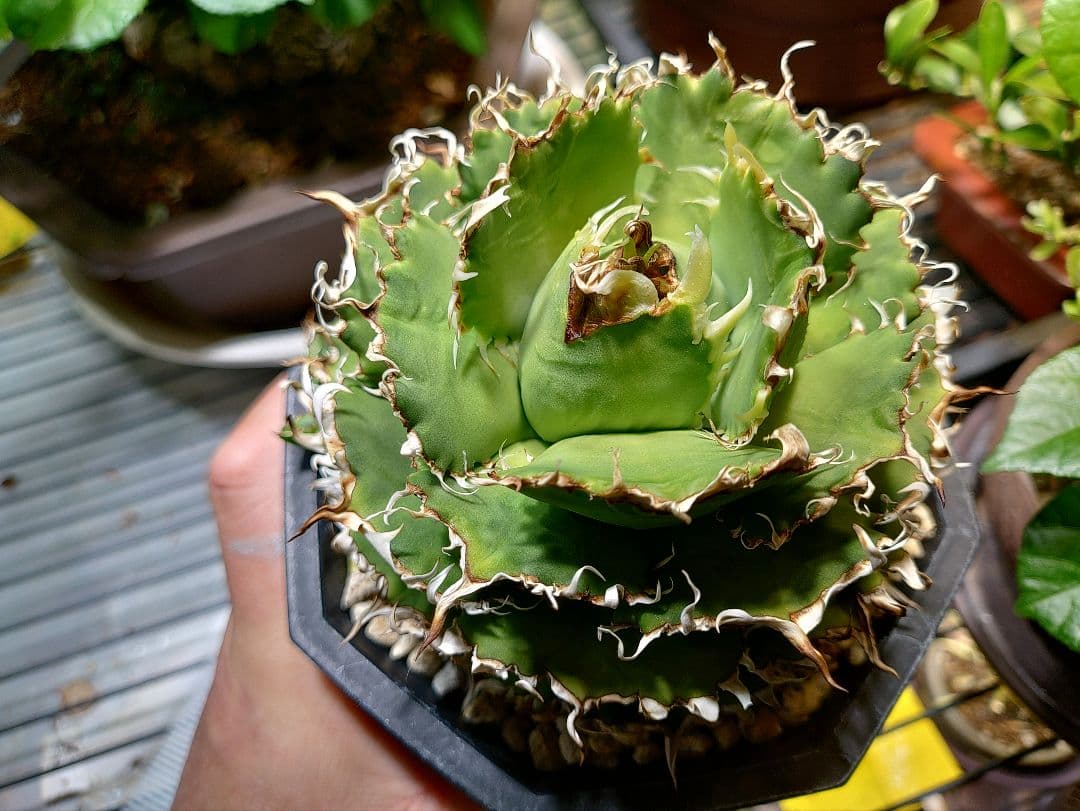 アガベ　フィリグリー　メルカリ便　子株付き