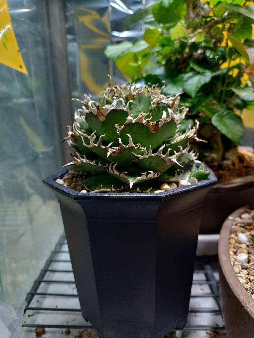 アガベ　フィリグリー　メルカリ便　子株付き