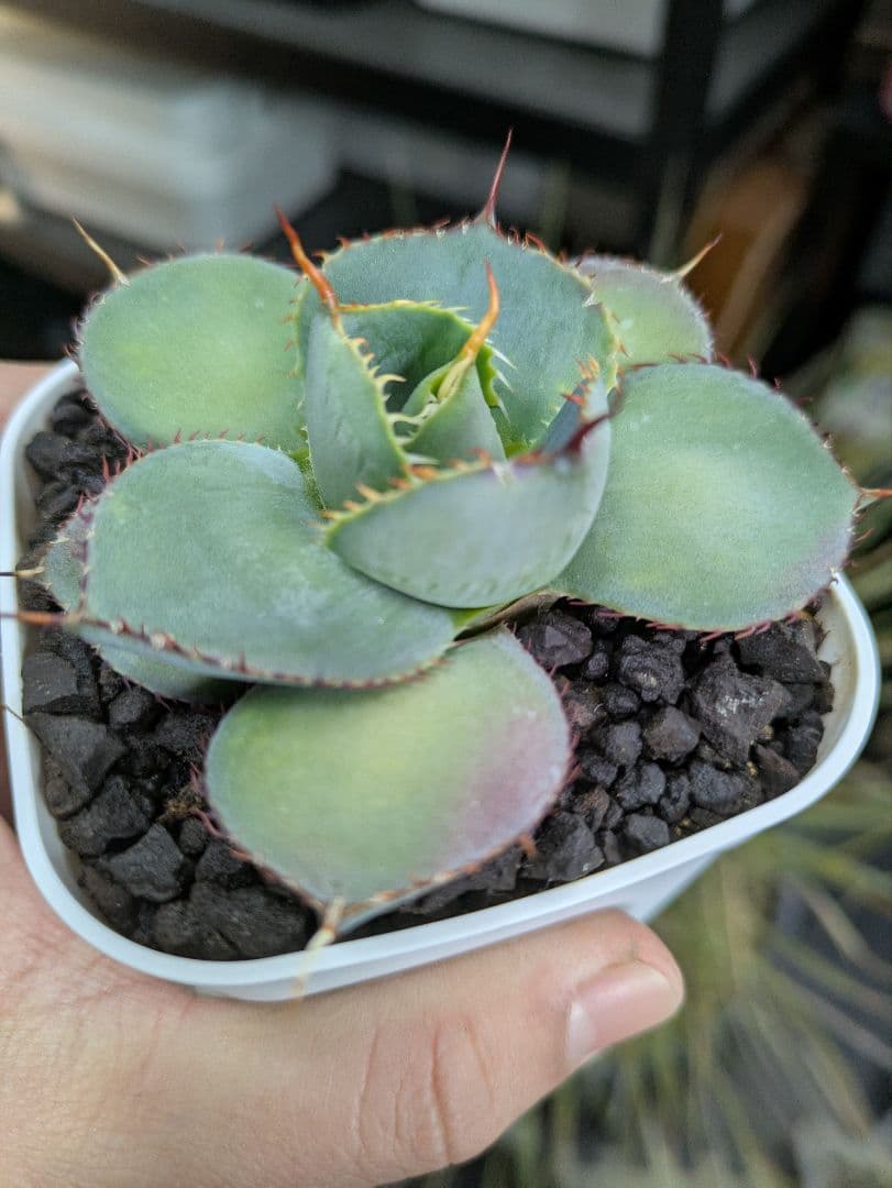 アガベ　グアダラハラナ　丸葉　コンパクト　ドワーフ　希少