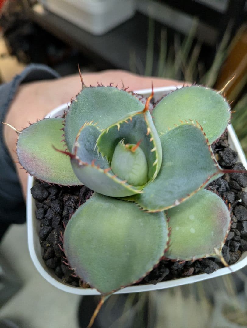 アガベ　グアダラハラナ　丸葉　コンパクト　ドワーフ　希少