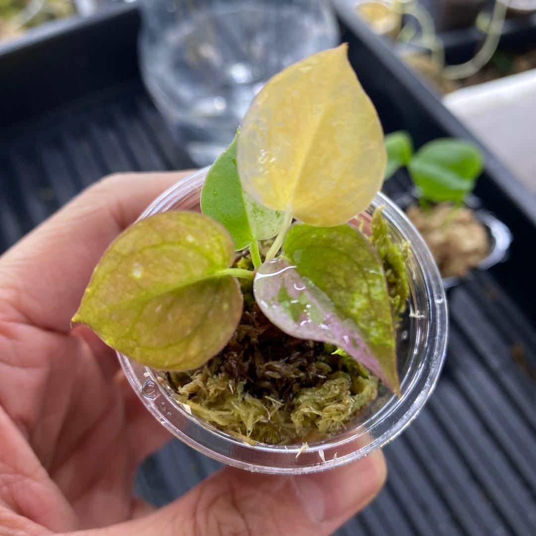 アンスリウム　ブラックドラゴン【斑入】