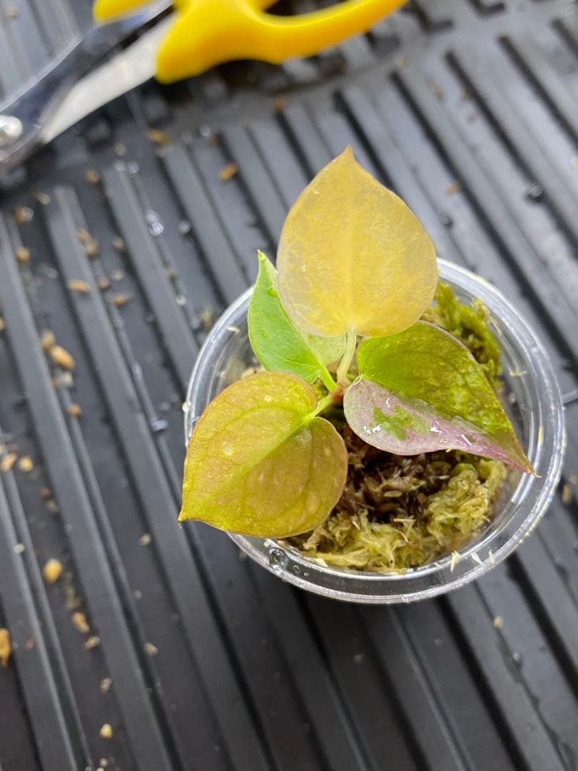 アンスリウム　ブラックドラゴン【斑入】