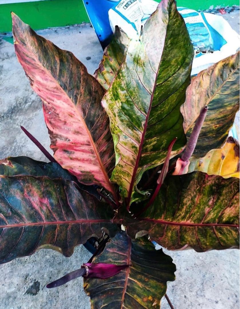 アンスリウム　ブラックドラゴン【斑入】