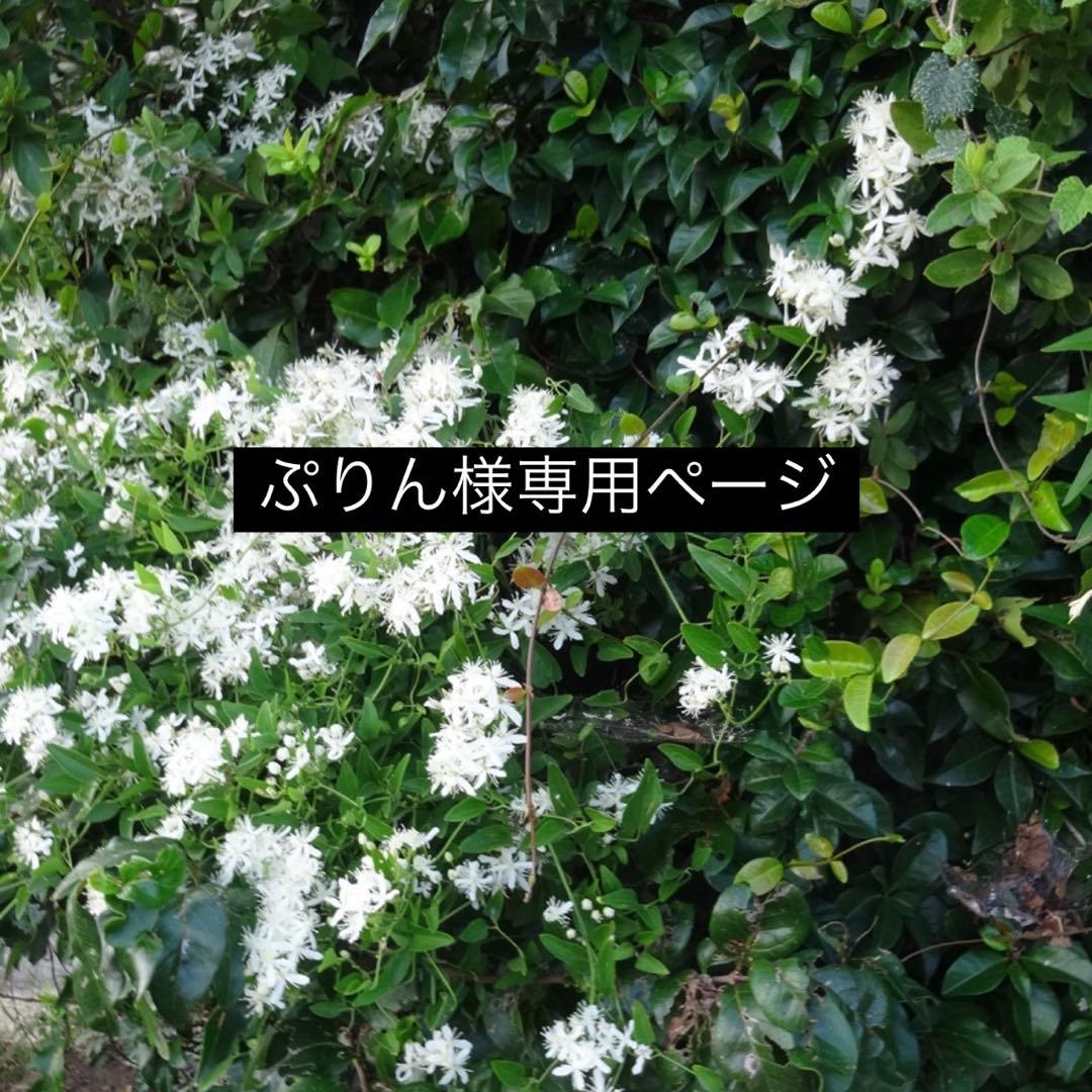 【ぷりん】フルオーダーネイルチップ×3