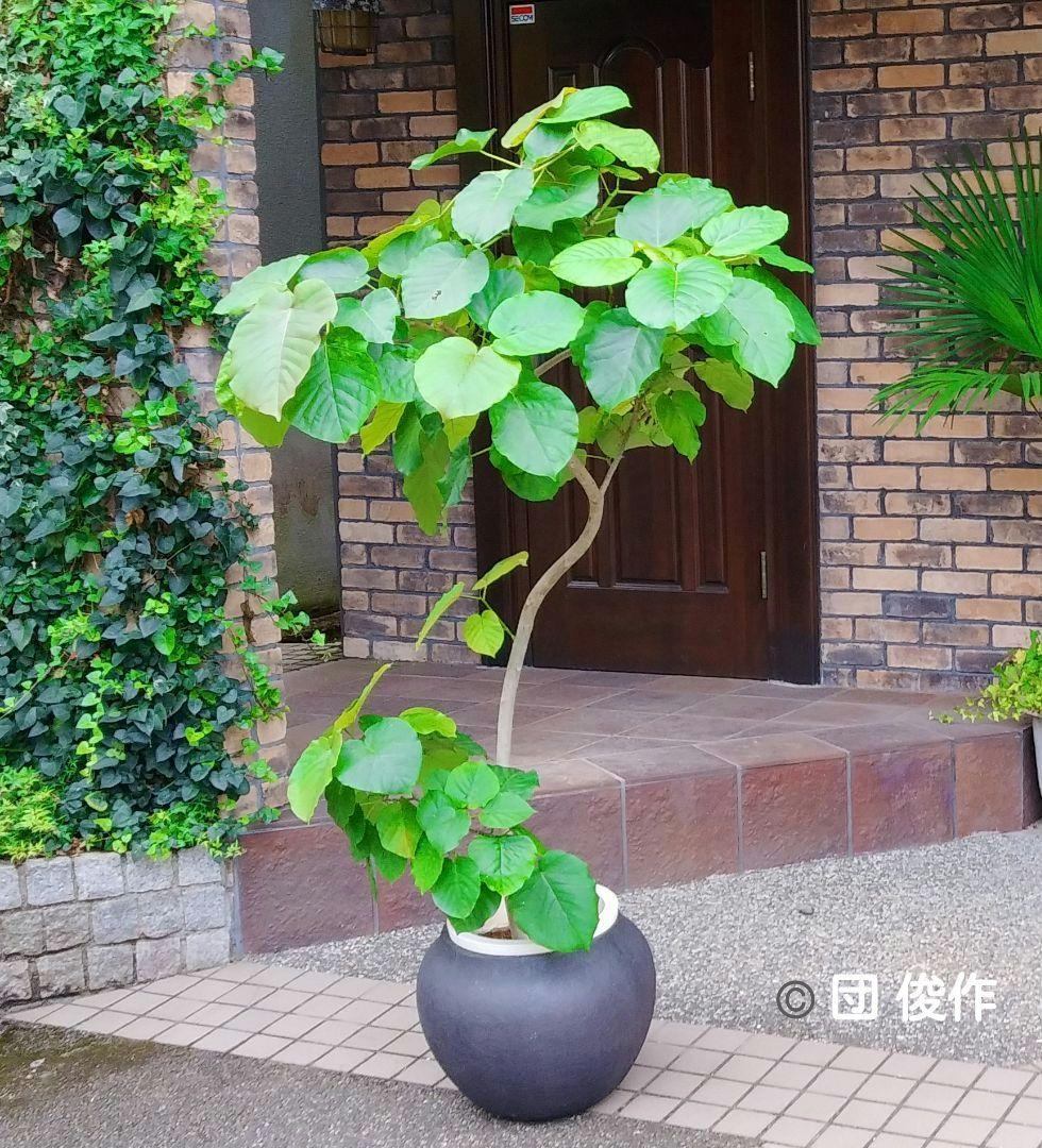 フィカス ウンベラータ 曲がり仕立て 大型❗ 高さ190cm❗10号 美樹形❗