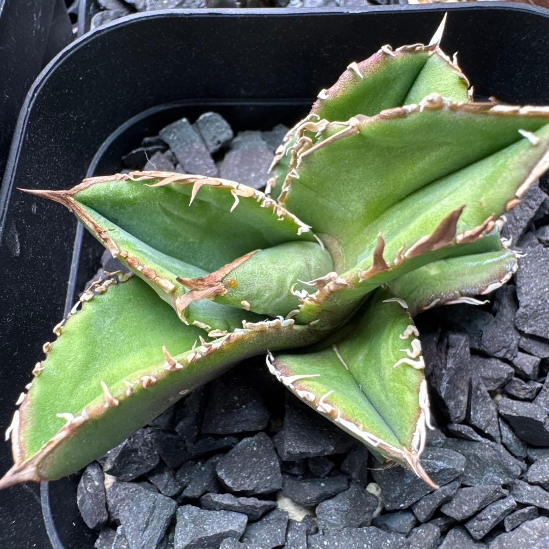 【有名趣味家血統】アガベ⭐︎チタノタ⭐︎皇冠⭐︎子株⭐︎台湾lize⭐︎タグ付き⭐︎