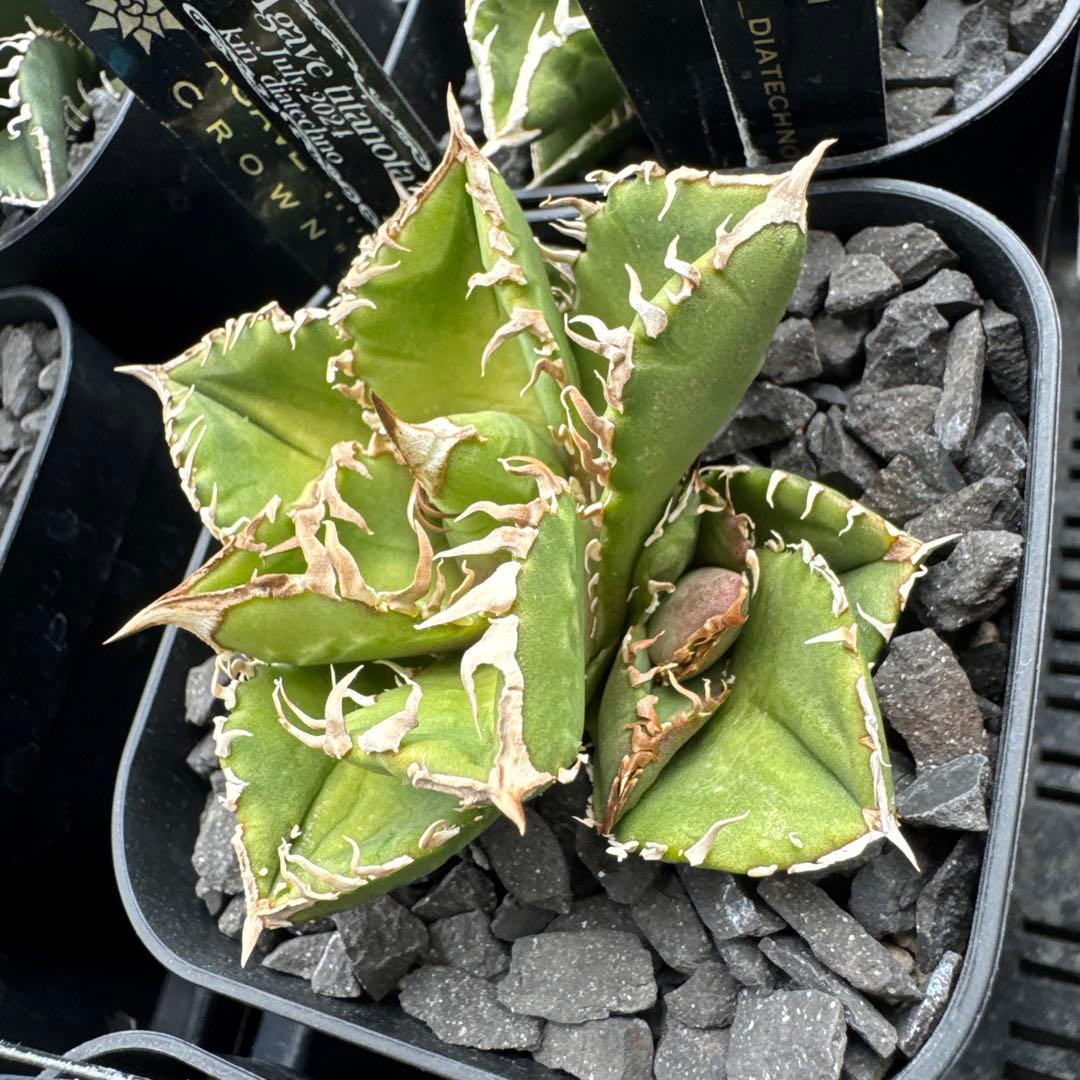 【有名趣味家血統】アガベ⭐︎チタノタ⭐︎皇冠⭐︎子株⭐︎台湾lize⭐︎タグ付き⭐︎