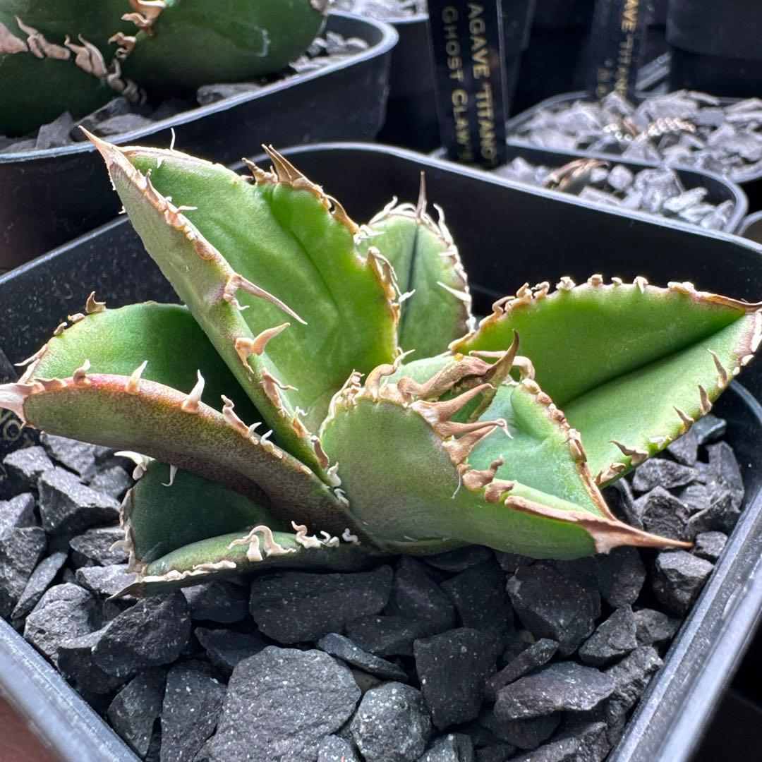 【有名趣味家血統】アガベ⭐︎チタノタ⭐︎皇冠⭐︎子株⭐︎台湾lize⭐︎タグ付き⭐︎