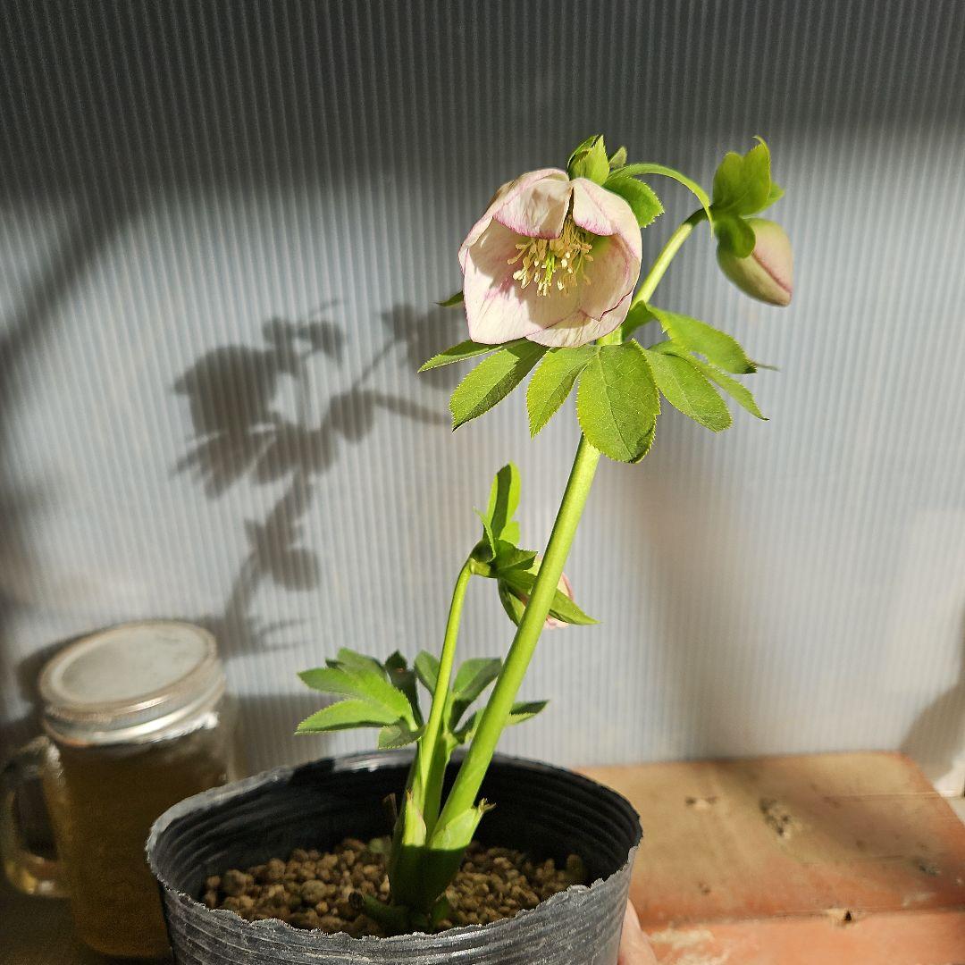 ㉖-337クリスマスローズ