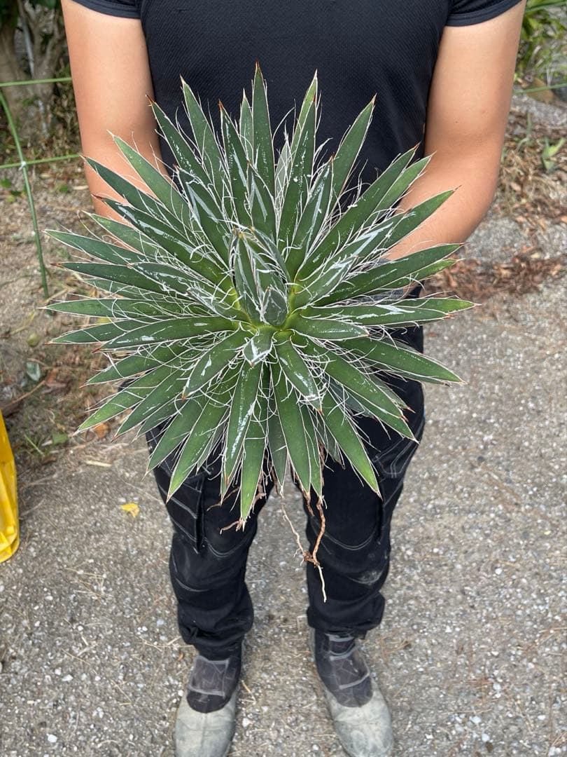 アガベ フィリフィラ 【美株】