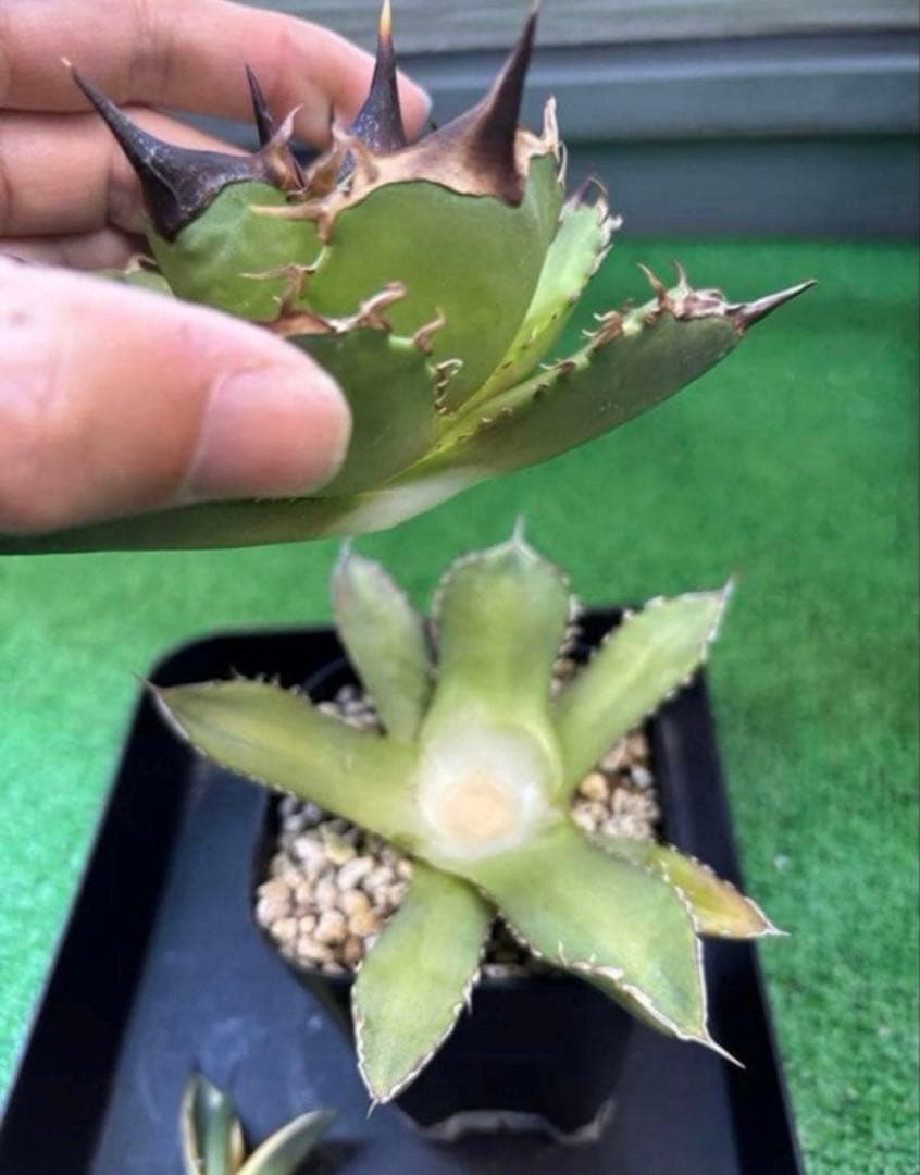 発根済み　アガベ　チタノタ　キングアーサー　多頭子株