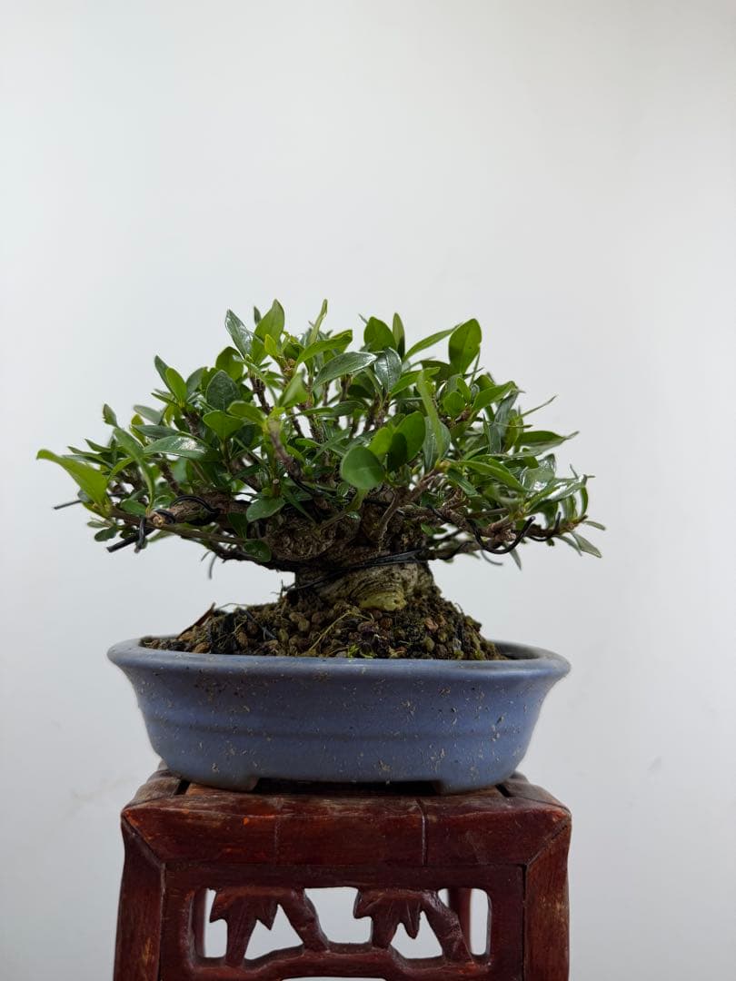 【ガチ盆栽】クチナシ　ミニサイズ　小品盆栽　太幹