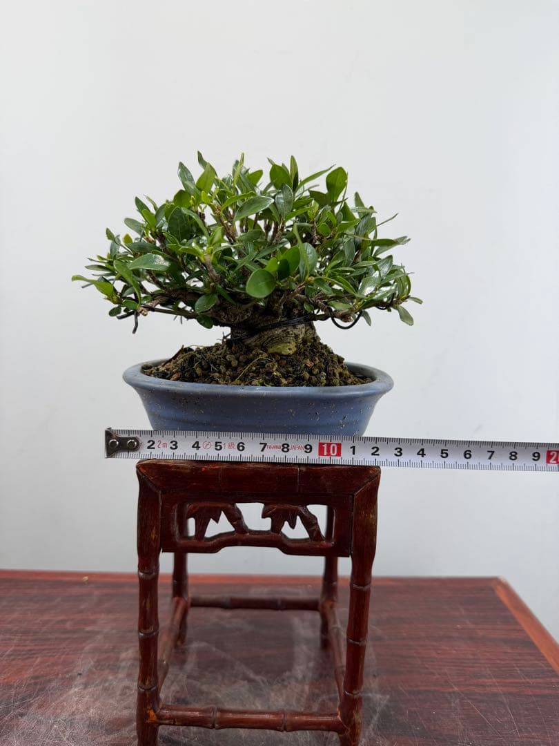 【ガチ盆栽】クチナシ　ミニサイズ　小品盆栽　太幹