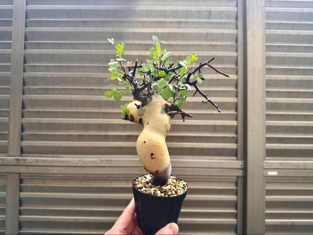 コミフォラピュア カタフ ソマリア産 コレクション