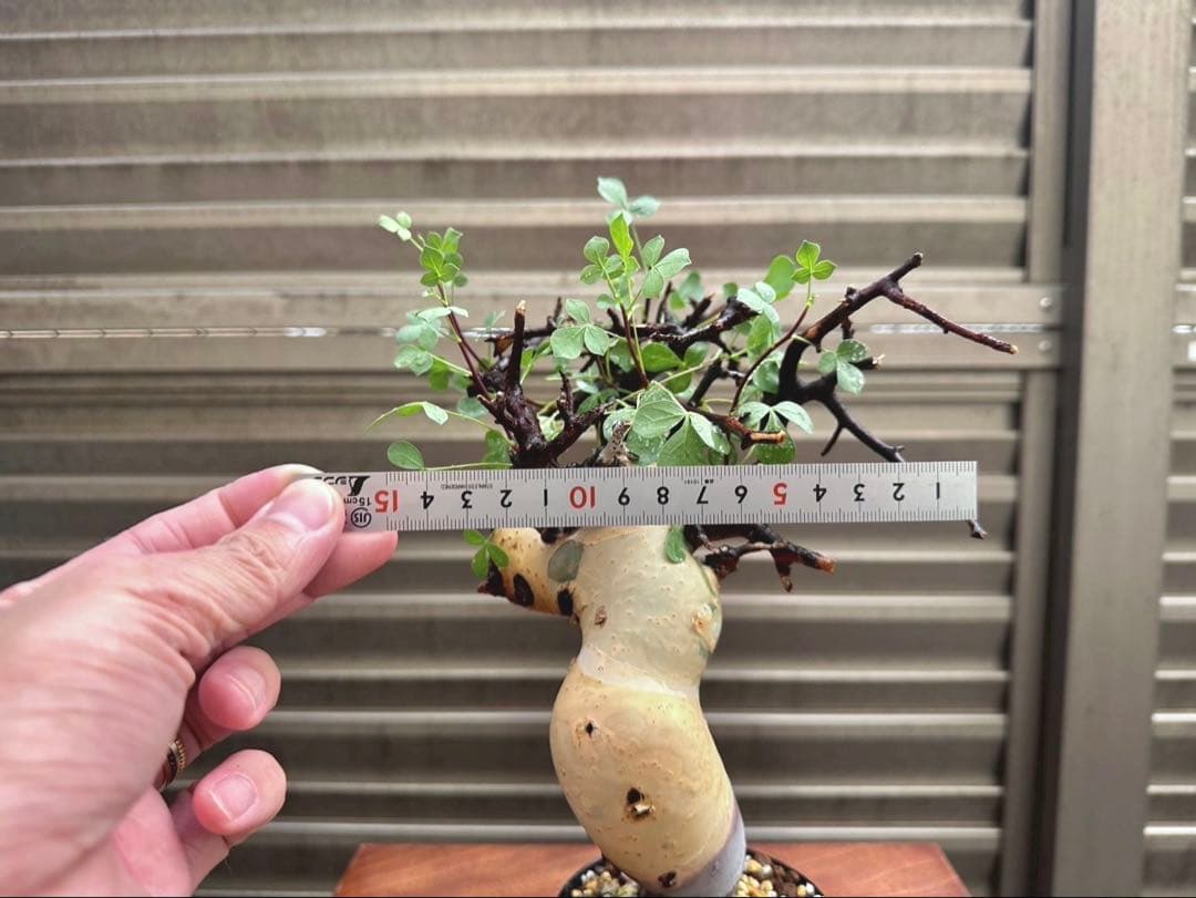 コミフォラピュア カタフ ソマリア産 コレクション