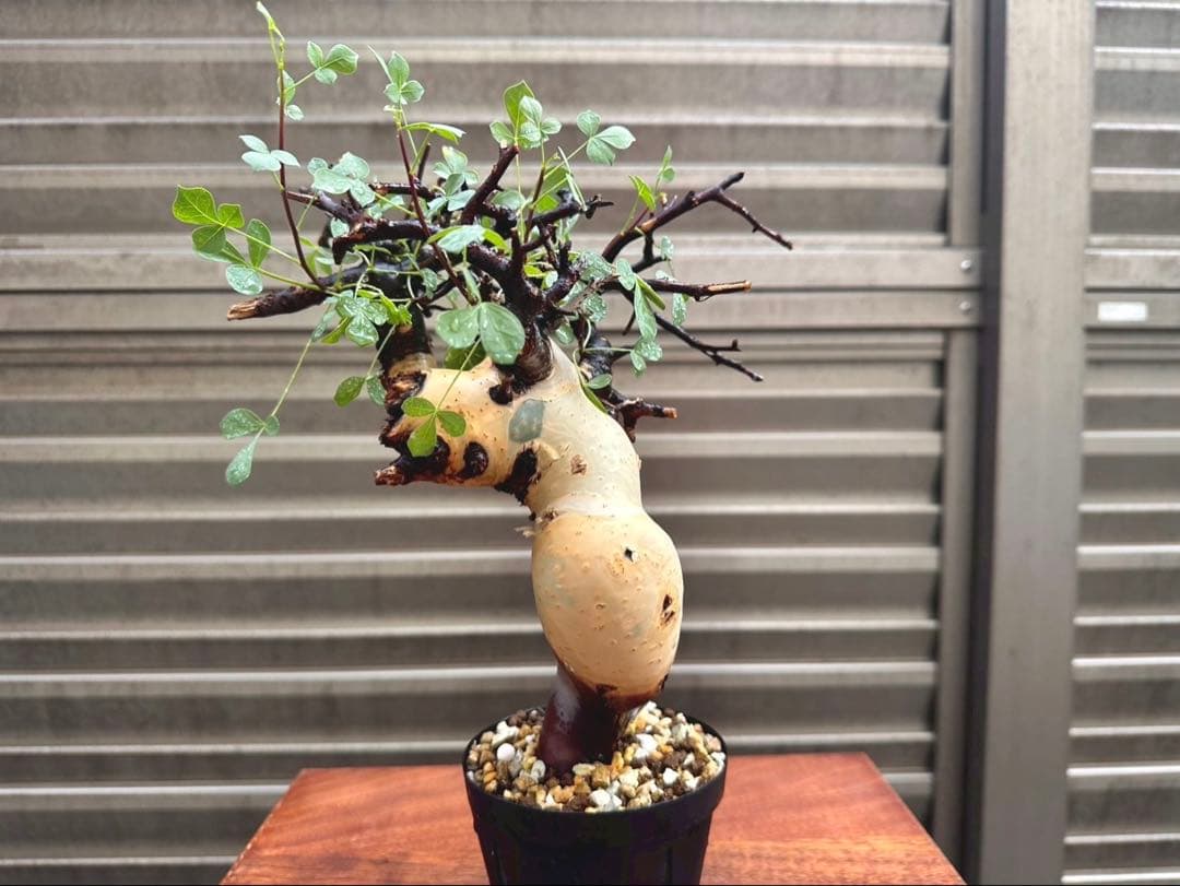 コミフォラピュア カタフ ソマリア産 コレクション