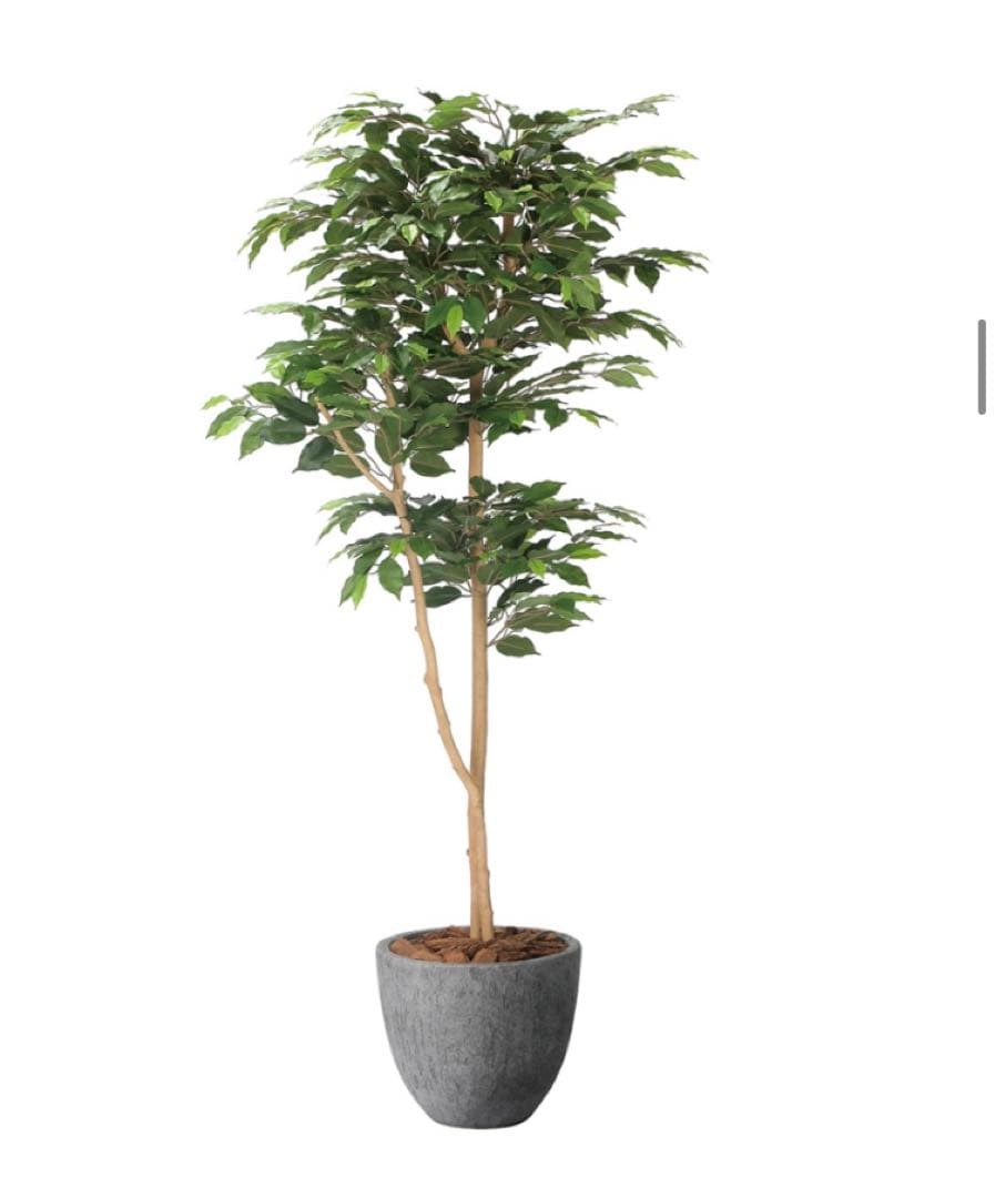 光触媒　人工観葉植物　フェイクグリーン　ナチュラルベンジャミン 1.6m