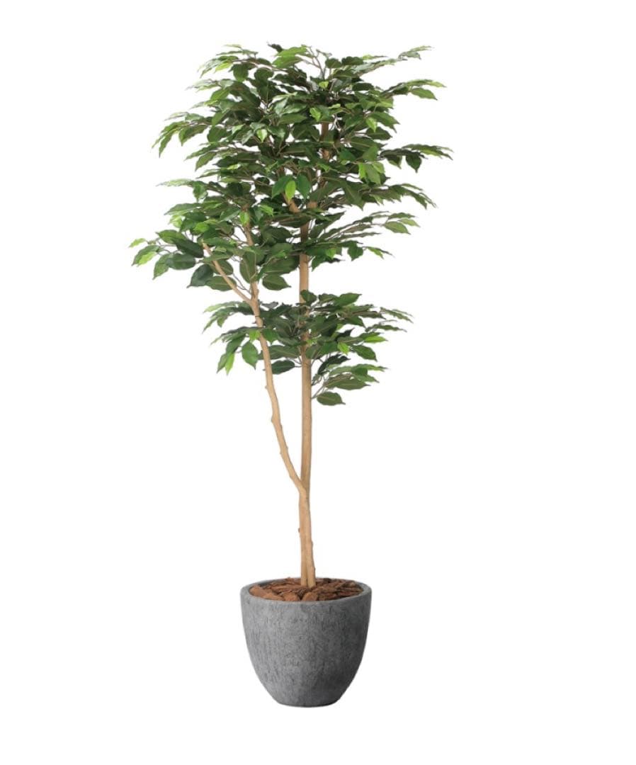 光触媒　人工観葉植物　フェイクグリーン　ナチュラルベンジャミン 1.6m