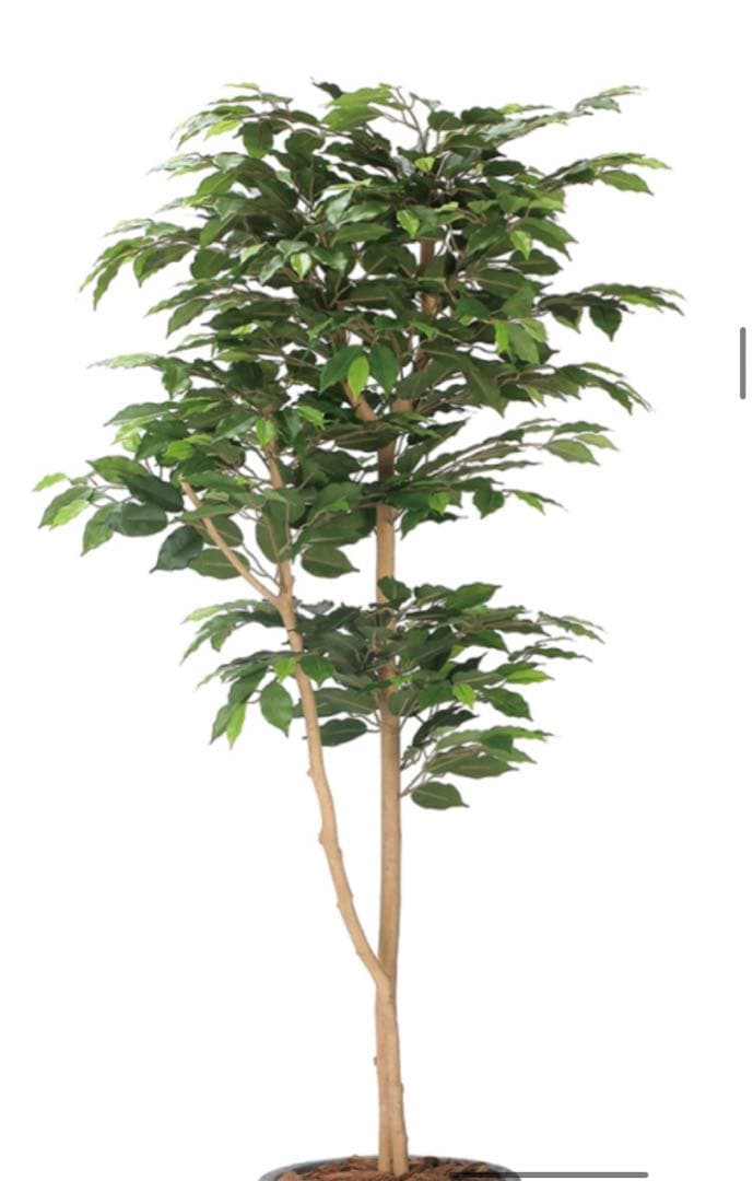 光触媒　人工観葉植物　フェイクグリーン　ナチュラルベンジャミン 1.6m