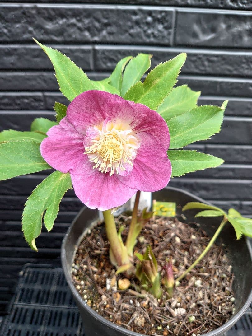 広瀬園芸　クリスマスローズ　Ｃ