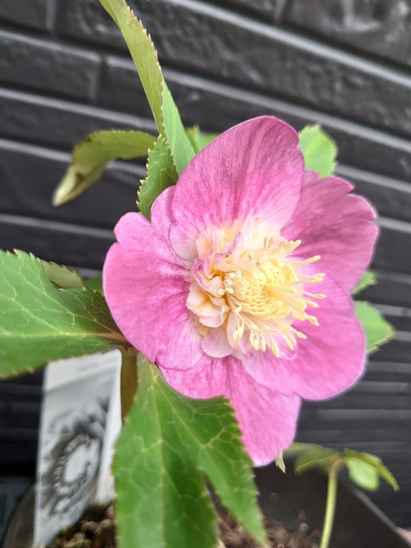 広瀬園芸　クリスマスローズ　Ｃ