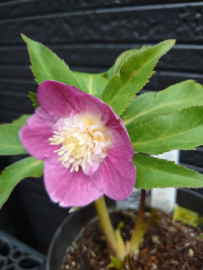 広瀬園芸　クリスマスローズ　Ｃ