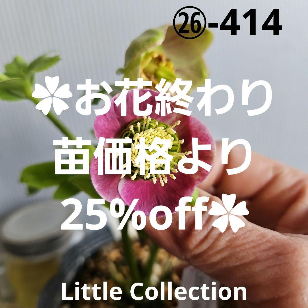 ㉖-414クリスマスローズ