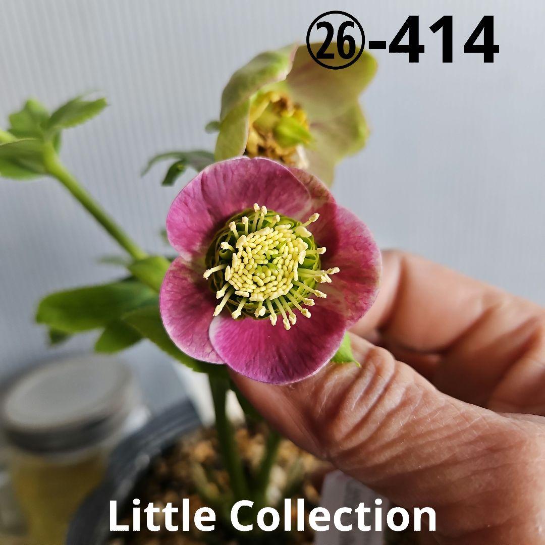 ㉖-414クリスマスローズ