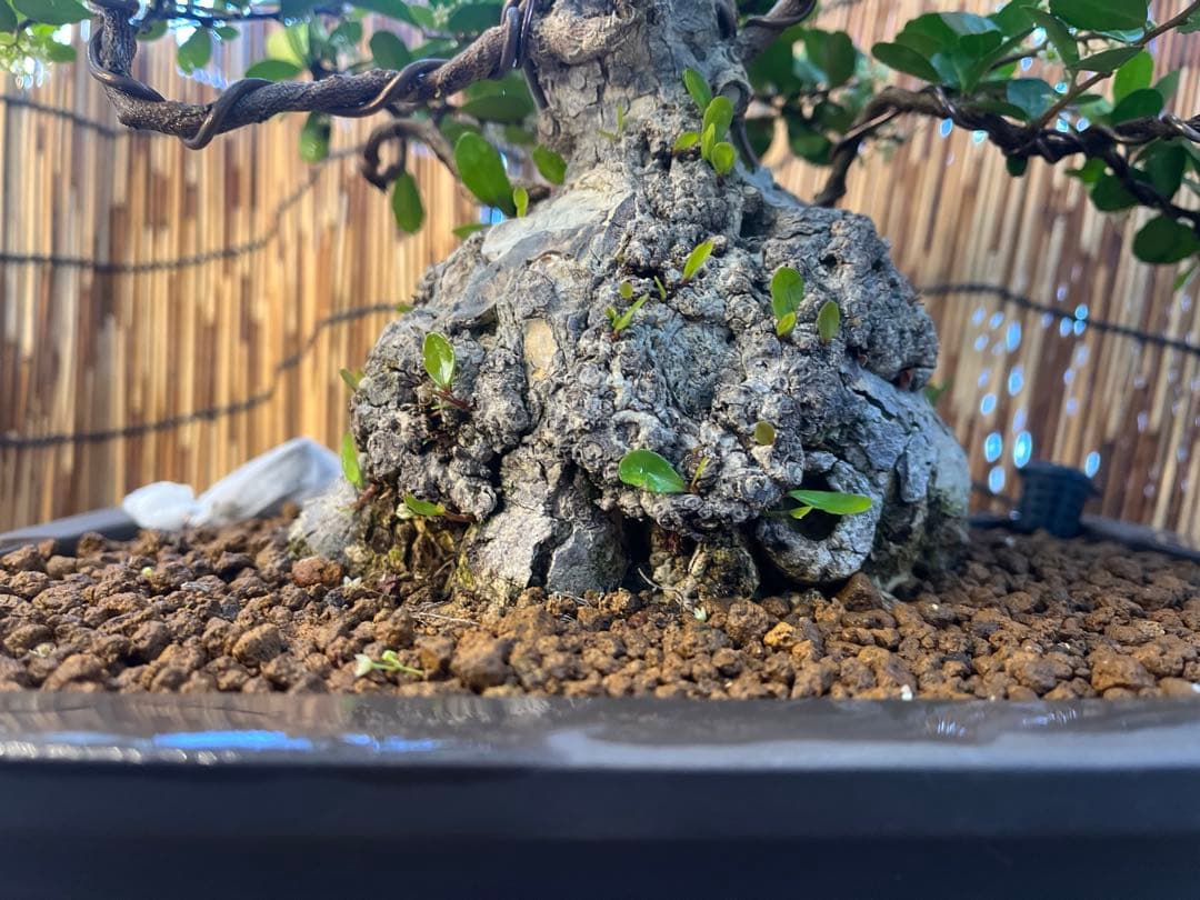 ✨✨✨オキナワハートツリー【ジブリの世界】検/ハリツリマサキ/美株品