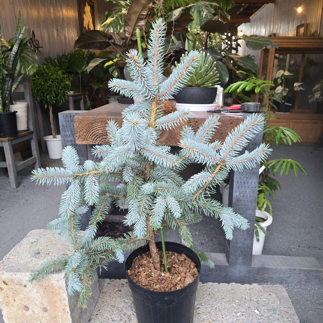 ③　ブンゲンス　トウヒ　ホプシー8号　最高等級極上品‼️