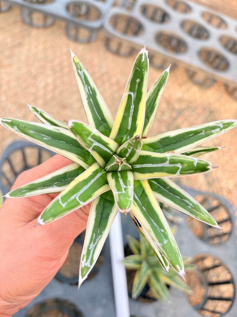 アガベ　笹の雪ロッキー 白山　、輝山　、姫笹の雪　セット　4株