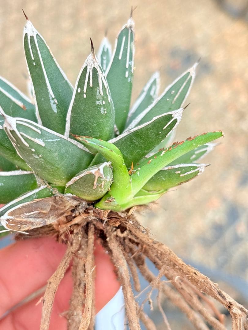 アガベ　笹の雪ロッキー 白山　、輝山　、姫笹の雪　セット　4株