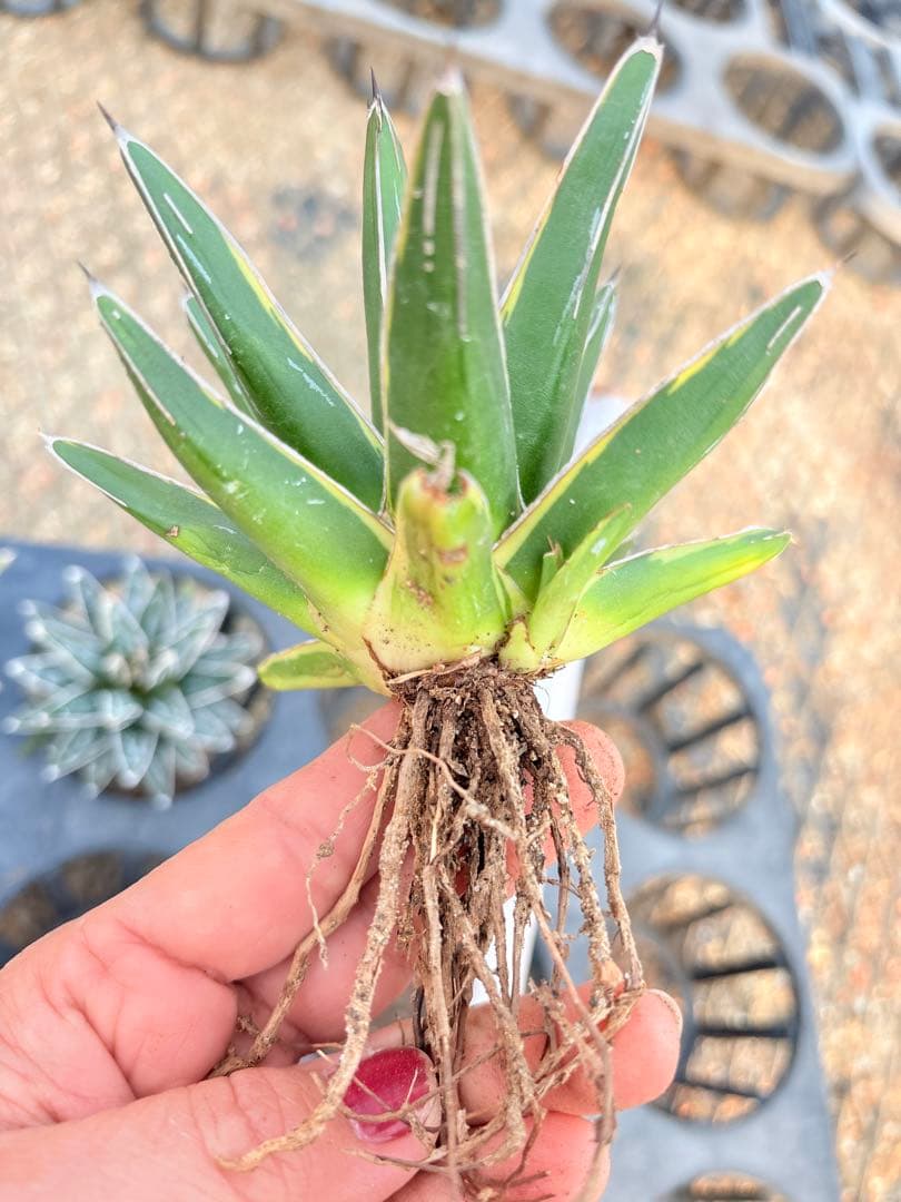 アガベ　笹の雪ロッキー 白山　、輝山　、姫笹の雪　セット　4株