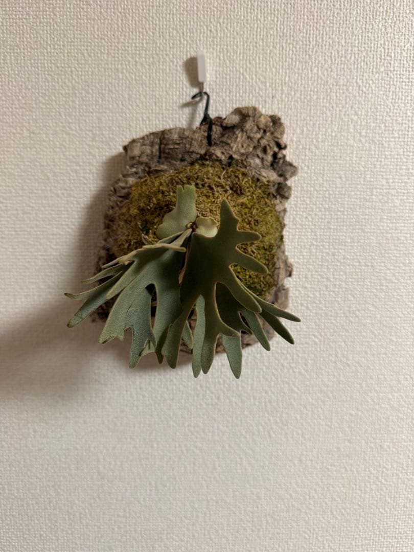 ビカクシダ P.willinckii OMG spore