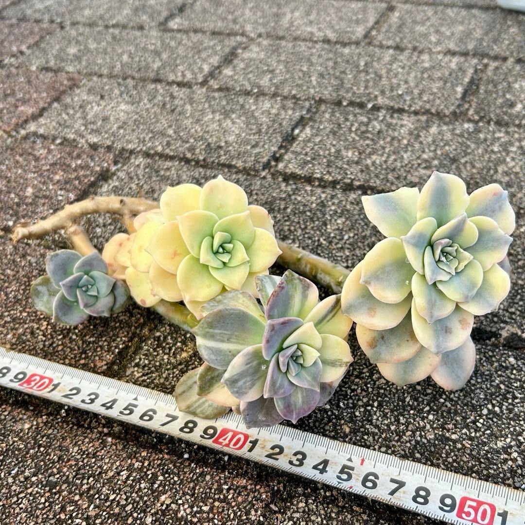 確認専用出品‼️エケベリア パープルディライト覆輪超完璧錦　超美苗