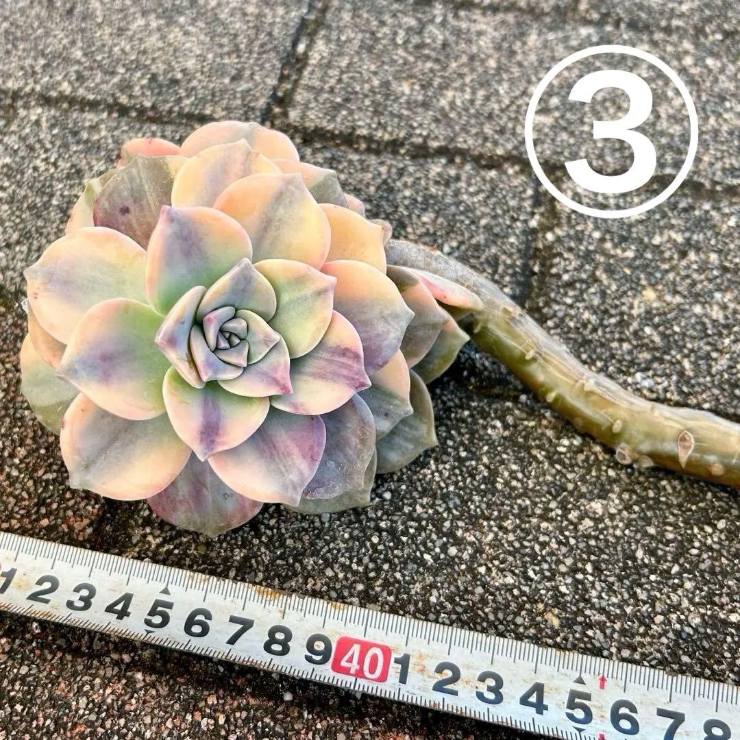 確認専用出品‼️エケベリア パープルディライト覆輪超完璧錦　超美苗