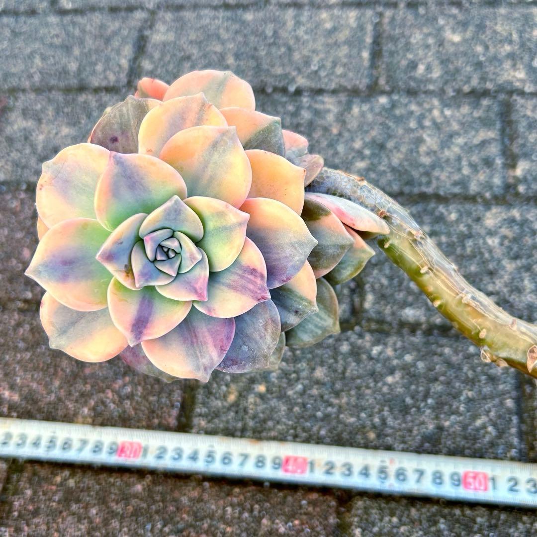 確認専用出品‼️エケベリア パープルディライト覆輪超完璧錦　超美苗