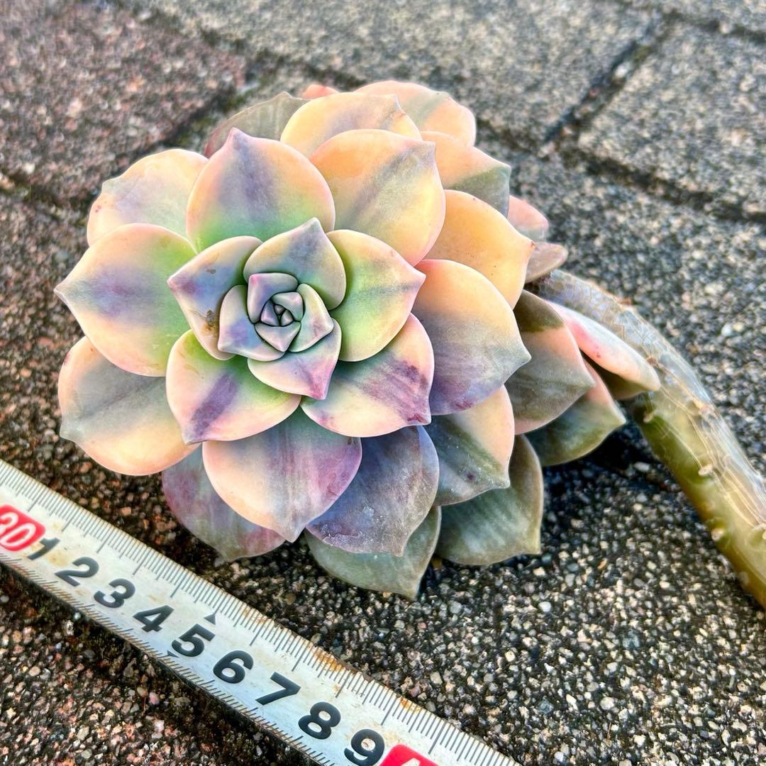 確認専用出品‼️エケベリア パープルディライト覆輪超完璧錦　超美苗