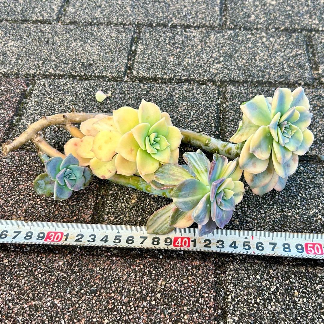 確認専用出品‼️エケベリア パープルディライト覆輪超完璧錦　超美苗