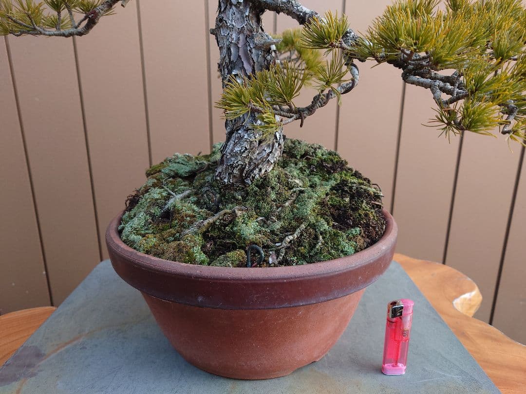 盆栽　五葉松　樹高67cm