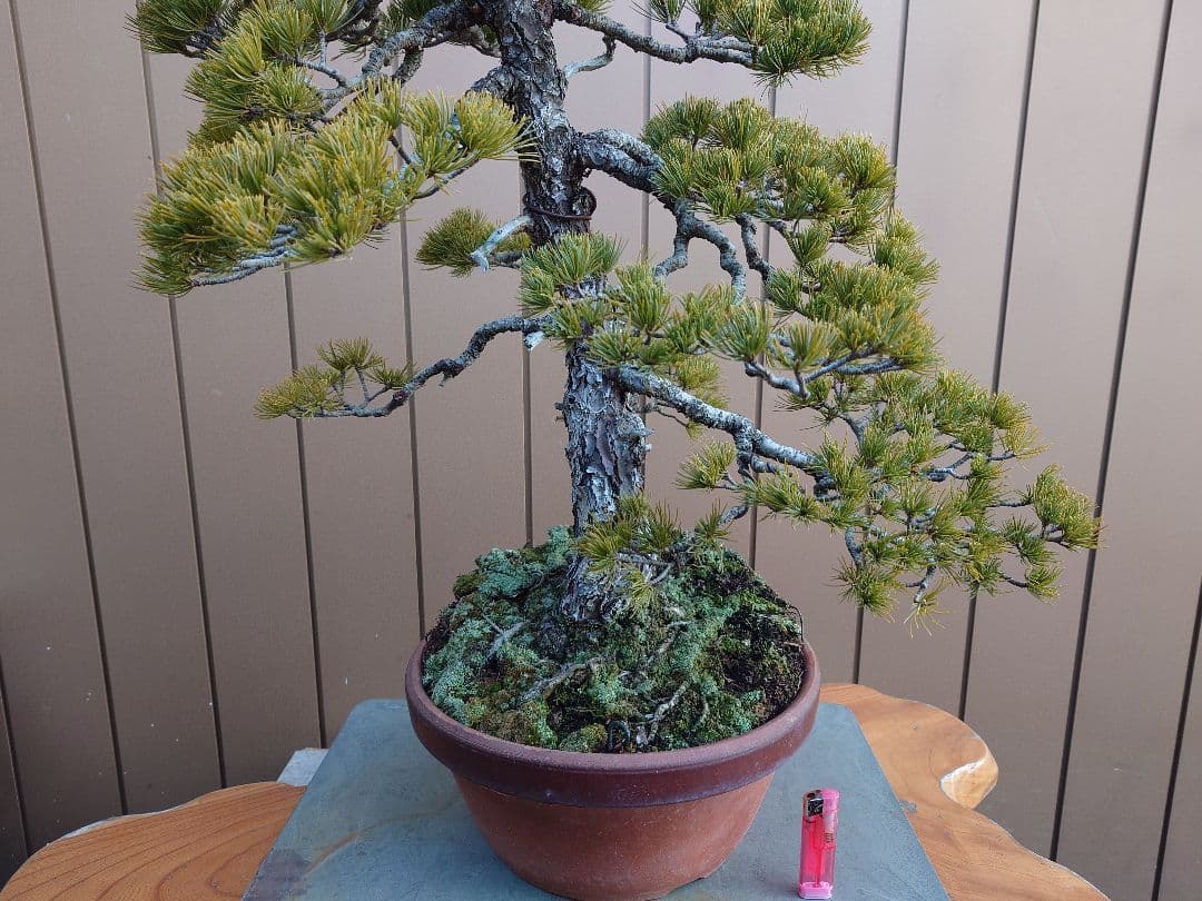 盆栽　五葉松　樹高67cm